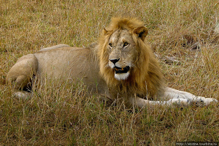 Кения. Львы, львицы и львята Кения