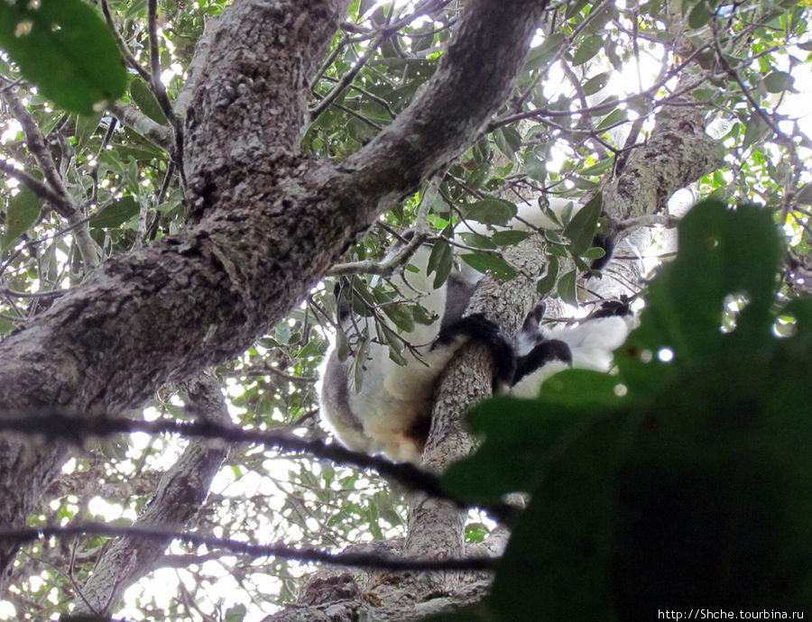 Природа нац. парка Андасибе Андасибе-Мантадиа Национальный Парк, Мадагаскар