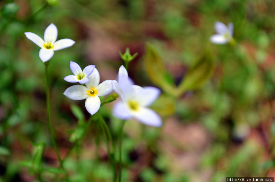 Проблеск света в тёмном царстве Питсфилд, CША Проблеск света в тёмном царстве Питсфилд, CША