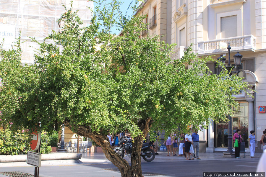 Живой символ города — гранатовое дерево Гранада, Испания