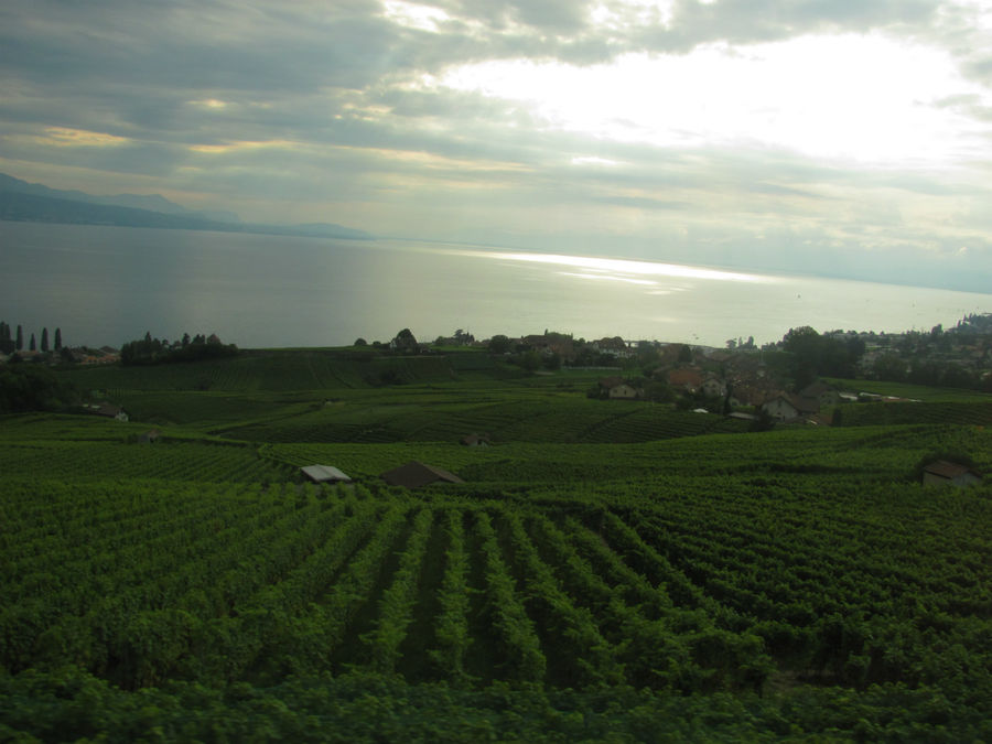 Все города  Швейцарской  Ривьеры окружают виноградники, дающие неплохое вино. Лозанна, Швейцария