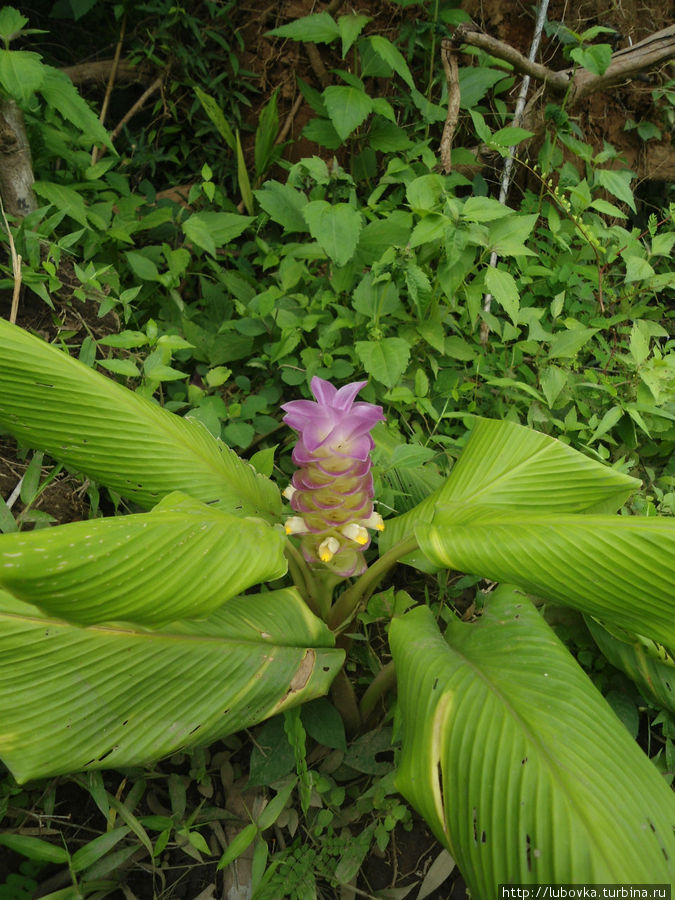 А так растёт каркума.... Остров Дон-Дет, Лаос