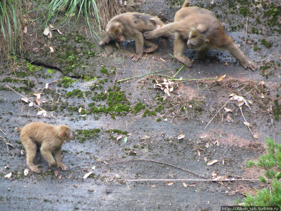 Дикие обезьяны в горах Уишаня Уишань, Китай