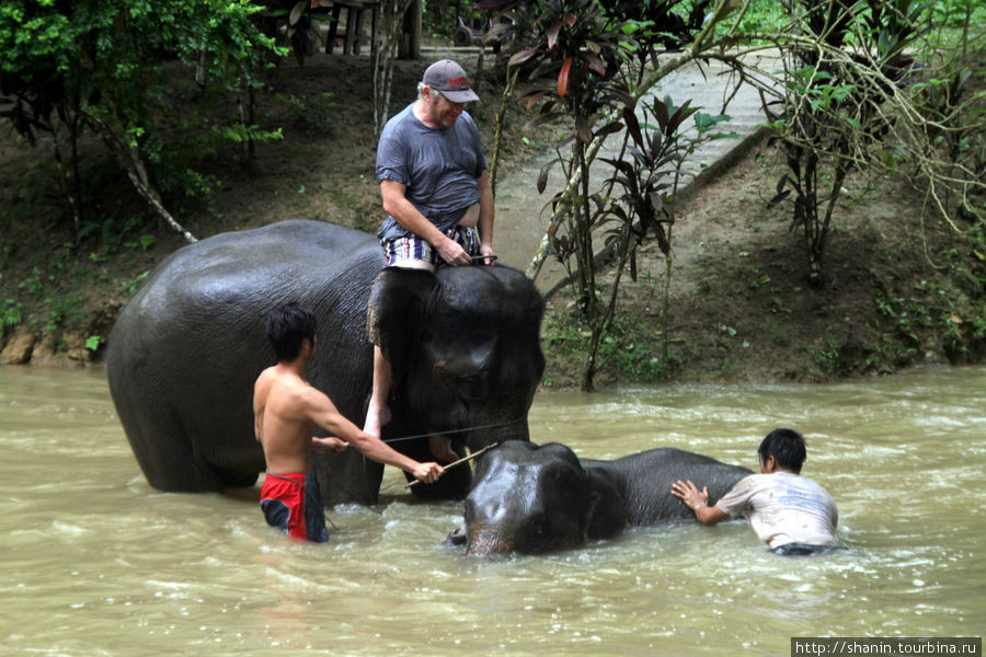 Купание со слоном в водопаде Тад Сэ Провинция Луангпрабанг, Лаос