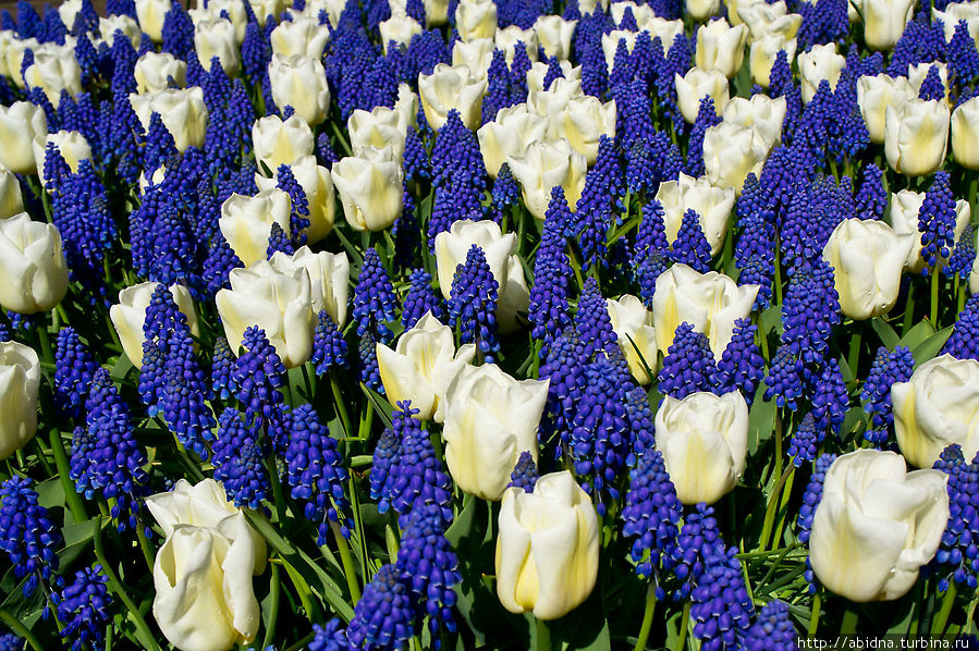 Кекенхоф, или Парк тюльпанов. Часть 2 Кёкенхоф, Нидерланды