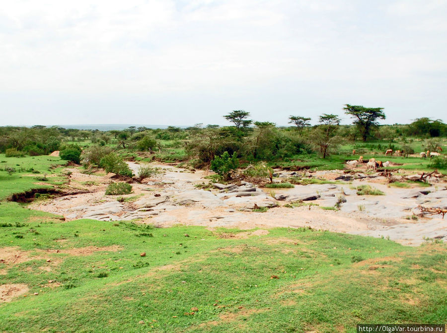 Грязюка там знатная Масаи-Мара Национальный Парк, Кения