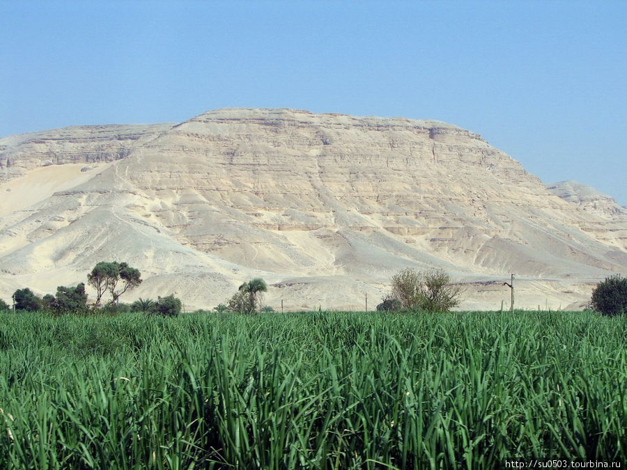 Тростниковое поле Египет