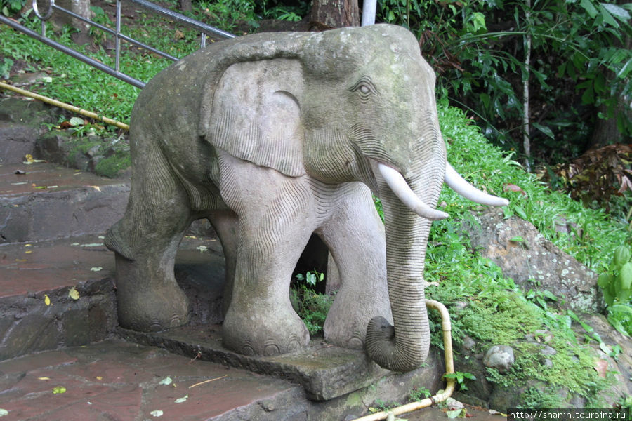 Слон Кхао-Яй Национальный Парк, Таиланд