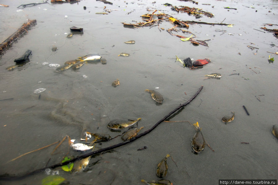 Рыбу, не пригодную для питания, просто выкидывают на песок. Провинция Галф, Папуа-Новая Гвинея