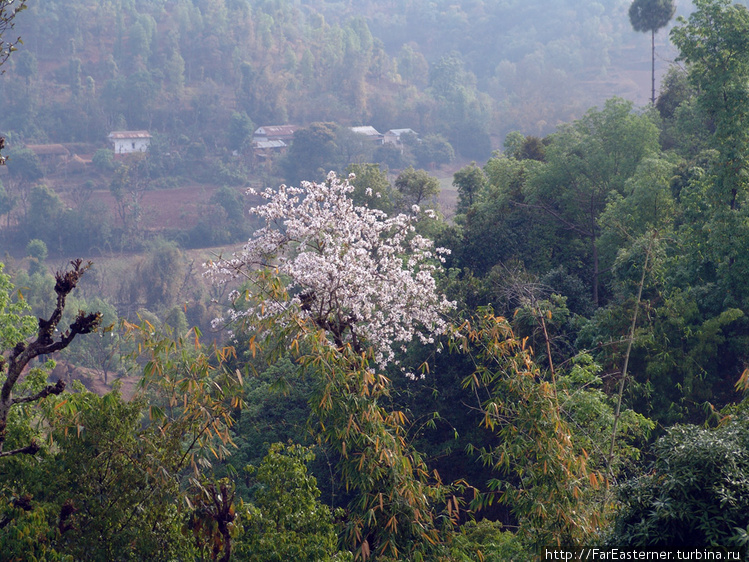 Это — сирень? Это — сирень?