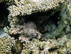 Полосатый морской огурец (Bohadschia graeffei)