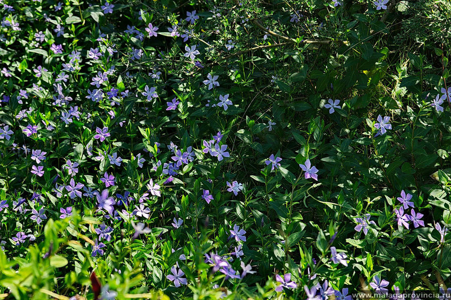 Очень хочется думать, что это — незабудка. Все, как одна, повернуты личиками в сторону солнца Очень хочется думать, что это — незабудка. Все, как одна, повернуты личиками в сторону солнца