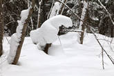 Белый снежный мишка забрался на деревце, слезть не может, маму зовет :)