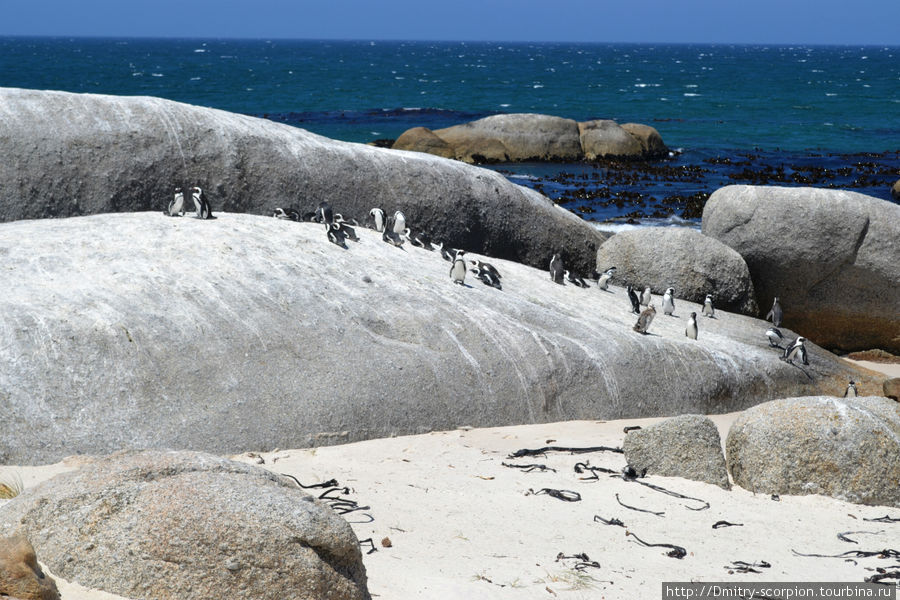 Саймонс-Таун, город где живут пингвины.... Саймонс-Таун, ЮАР