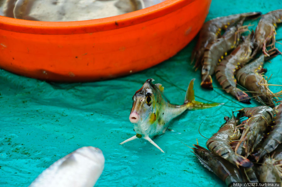 На рыбном рынке Кочи, Индия