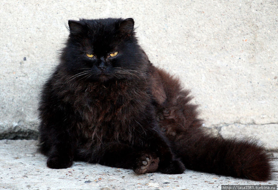 Здесь живёт огромный кот Бегемот. Чёрный, пушистый и важный. Говорят, что весит он 9кг. Москва, Россия