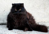 Здесь живёт огромный кот Бегемот. Чёрный, пушистый и важный. Говорят, что весит он 9кг.
