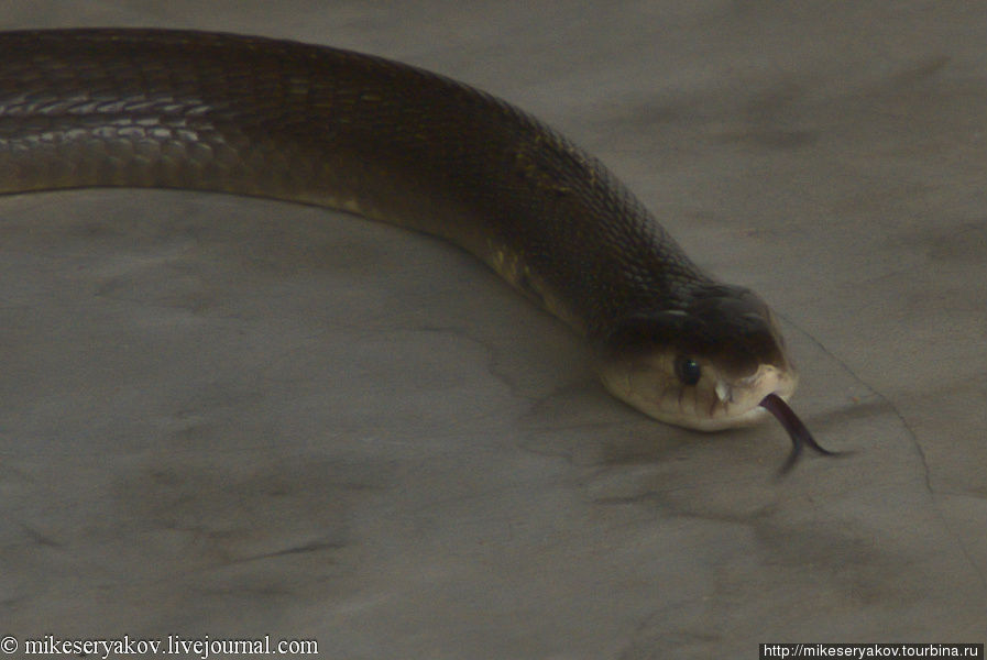 Как едят змей Пхукет, Таиланд