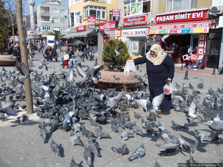 кормление голубей Стамбул, Турция