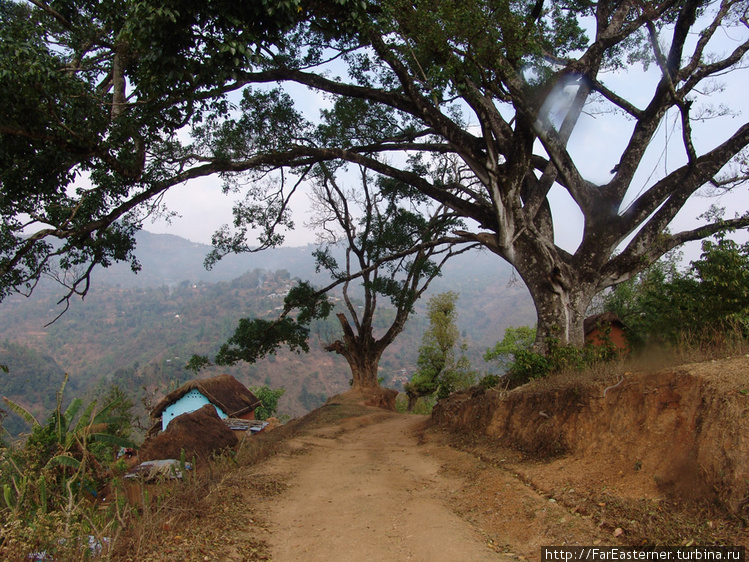 Ветвистое дерево Ветвистое дерево
