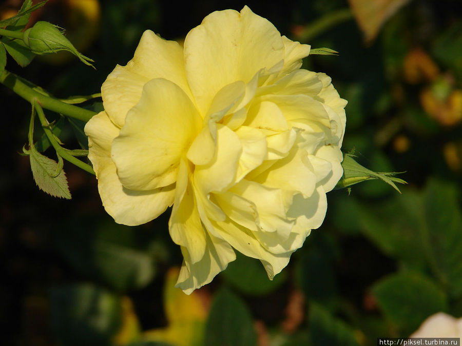 Истинному страннику Истинному страннику