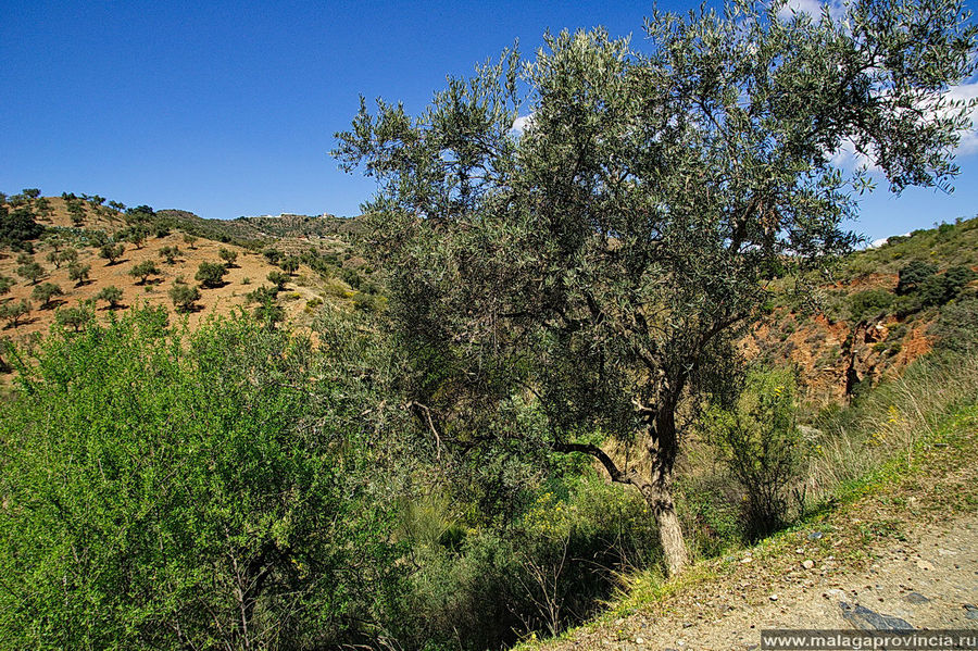 Оливы Оливы