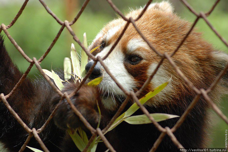 Красная панда Фопин, Китай