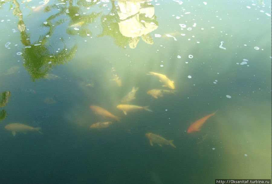 В мини-озере плавает множество больших рыб. Апаресида, Бразилия