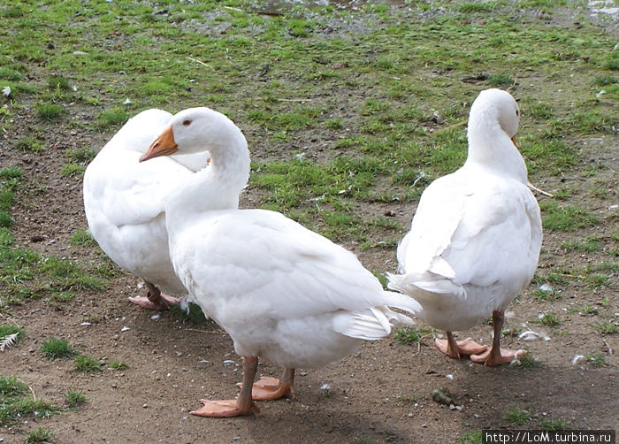 Гуси — гуси, га-га-га Гуси — гуси, га-га-га