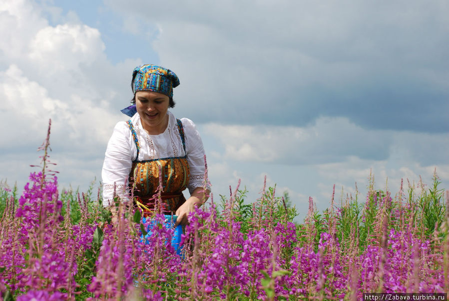 Солнцеворот —  начало сбора трав: сотвори свой иван-чай! Арзамас, Россия