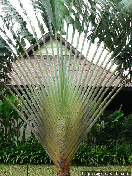 Пальма-косичка Таиланд