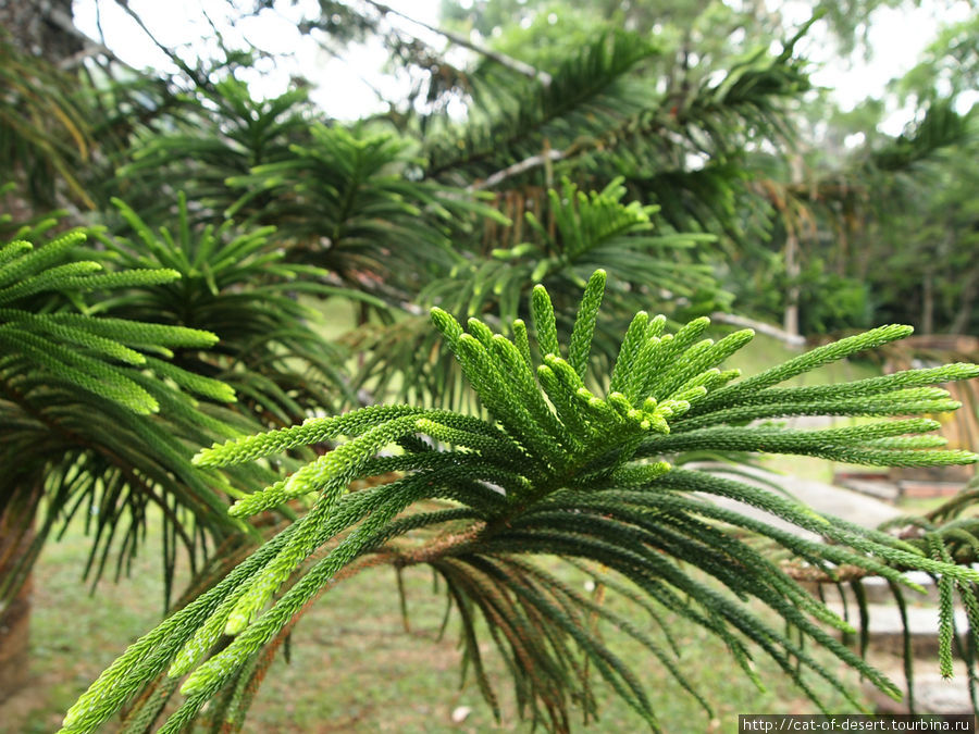 Какое-то хвойное дерево, с очень приятными мягкими иголками Пинанг остров, Малайзия