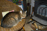 Жирный кот у камина, читающий книгу.