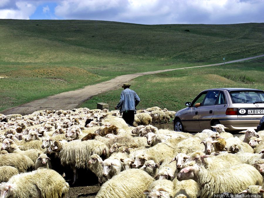 Встреча с Кавказской овчаркой в горах.. Грузия
