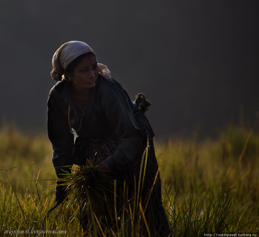 Туда, где ждут снять урожай, я ухожу, не провожай... Читван Национальный Парк, Непал