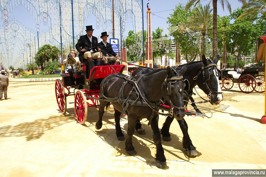Херес — город лошадей и винных погребов. ч.1 Лошади Херес-де-ла-Фронтера, Испания