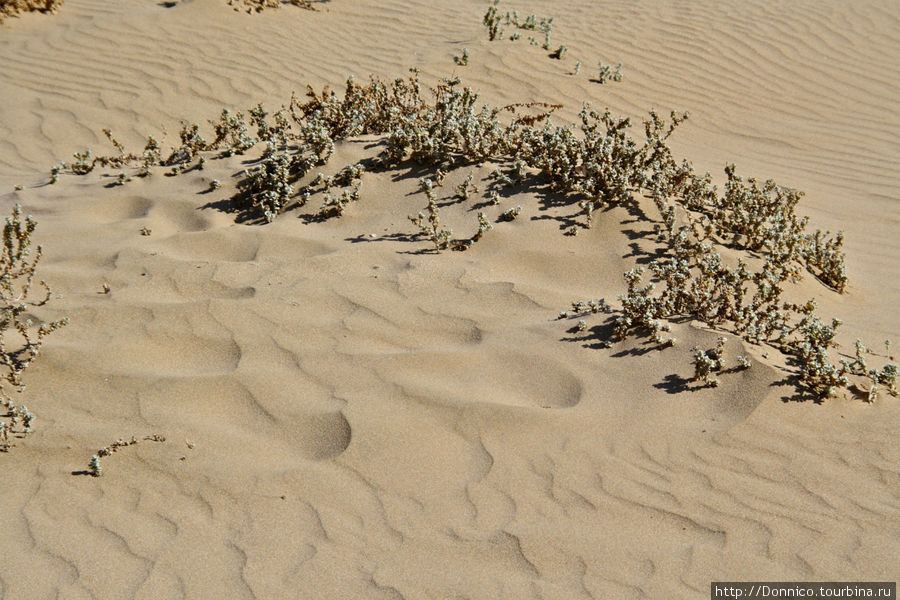 Пляж Аглу - царство песчаного рельефа и ибисов