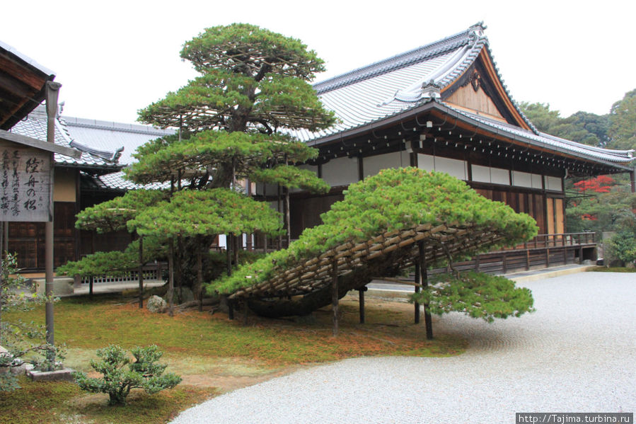 Сосна в храме Рокуондзи в форме парусника на котором души умерших переправляются в Золотой павильон. Киото, Япония