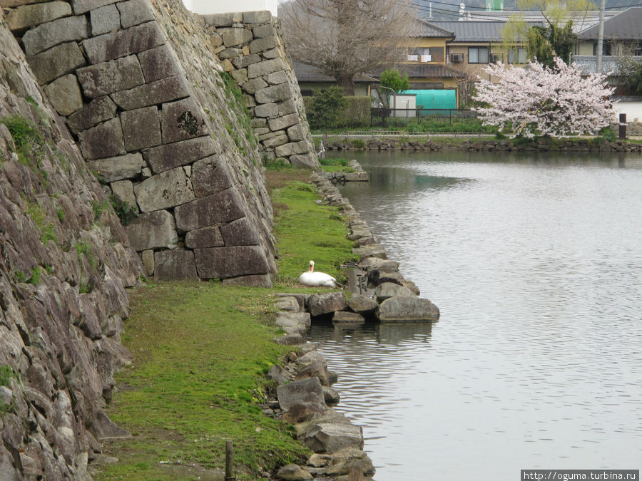 Смешанная пара – белый и чёрный лебеди (чёрный в камнях перед белым) Хиконэ, Япония