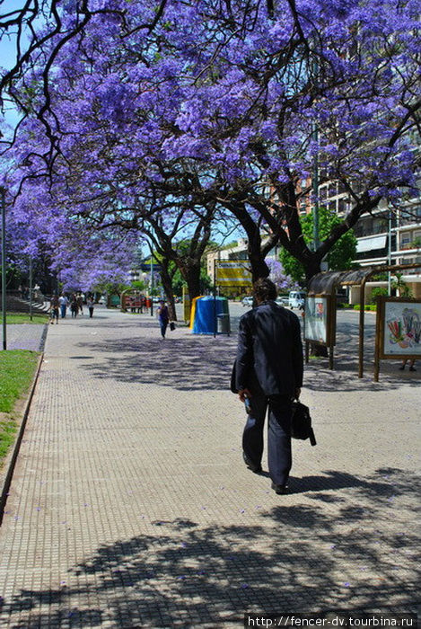 Улицы Реколетты превращаются в настоящие оранжереи Буэнос-Айрес, Аргентина