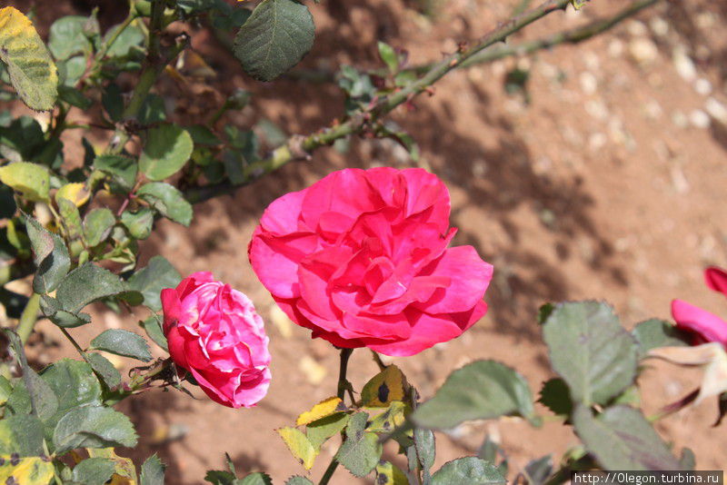Розовый сад в несезон Ути, Индия