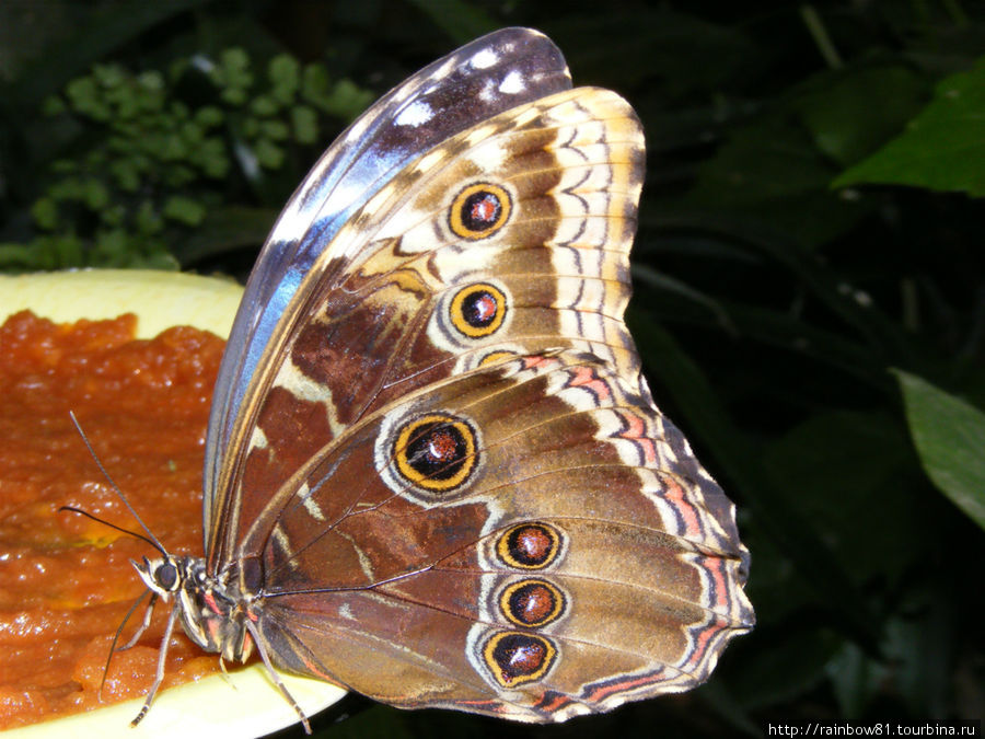 Тенерифе туристический Тенерифе туристический