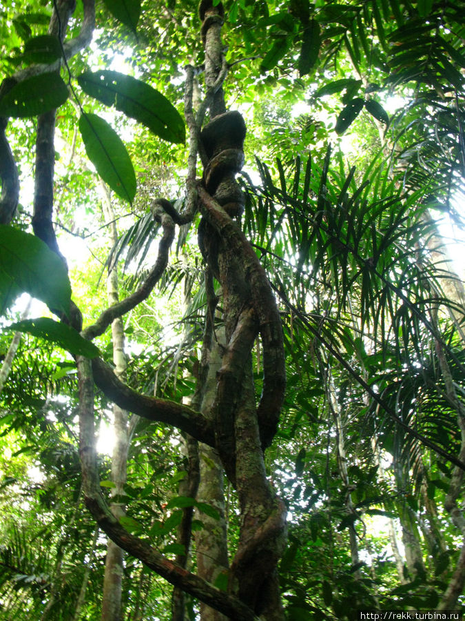 Джунгли Амазонки снизу — зрелище не сильно впечатляющее. Основная жизнь происходит наверху, метрах в тридцати от земли. Свет проникает сюда довольно скупо и растительность довольно неинтересная Манаус, Бразилия