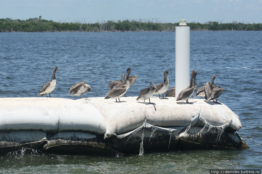 Пеликаны Остров Холбос, Мексика