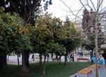 В Афинах повсеместно растут декоративные апельсины. Они красивые и, не то, что бы не съедобные, просто не вкусные (сам не пробовал, но гид говорила)