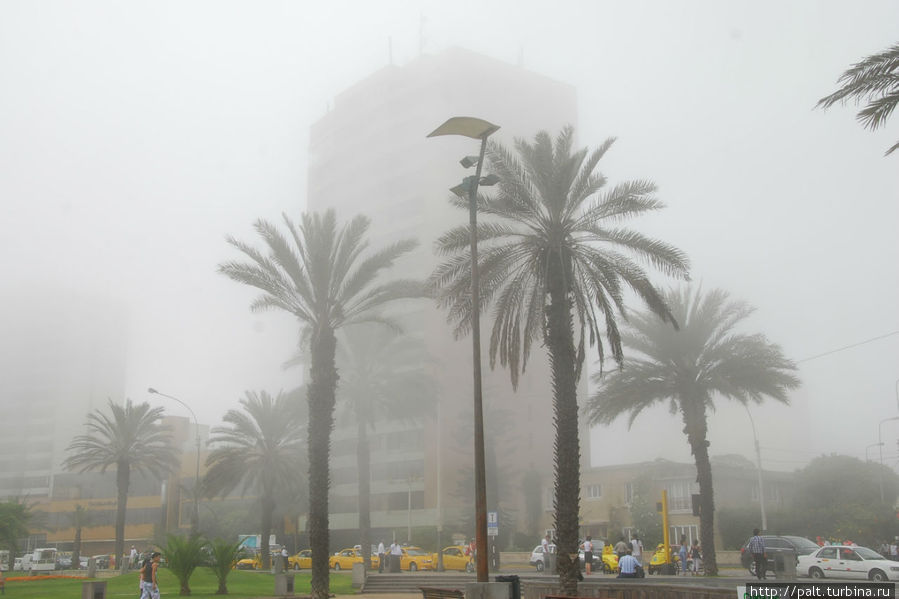 Пальмы Ларкомара в тумане таинственны и прекрасны Лима, Перу Пальмы Ларкомара в тумане таинственны и прекрасны Лима, Перу