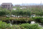 Плавучий огород на озере Инле