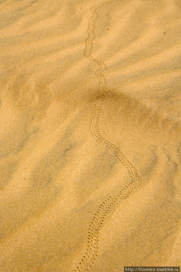 Эссуэйра утром на пляже (дюны, камни и следы) Эссуэйра, Марокко
