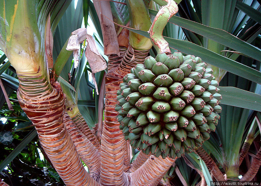 Плод Пандануса( Pandanus). Ещё эту пальму называют — Винтовое дерево или Винтовая пальма. Остров Тенерифе, Испания