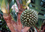 Плод Пандануса( Pandanus). Ещё эту пальму называют — Винтовое дерево или Винтовая пальма.